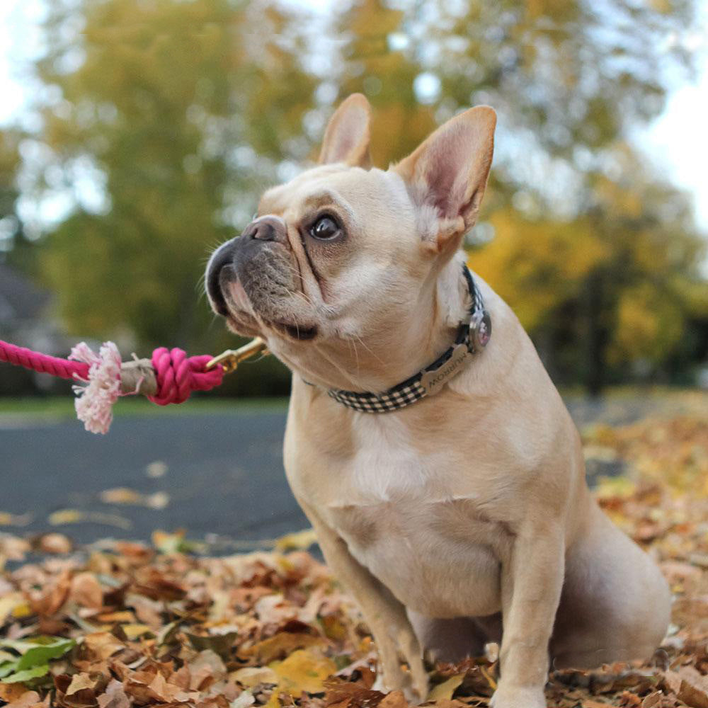 Discover the Hand Woven Gradual Pet Traction Rope